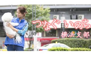 一般社団法人 つなぐいのち 横浜支部 殺処分で殺される犬猫を ゼロにするための活動を行っています。
