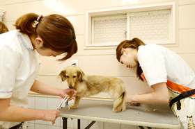 ヒマラヤン動物病院 東京都武蔵村山市