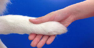 越谷犬猫クリニック 動物看護士さんを募集しています。埼玉県越谷市