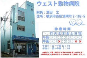【アルバイト】横浜駅徒歩 ウェスト動物病院 動物看護師募集