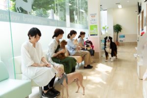 【非常勤】獣医師募集 厚木プリモ動物病院